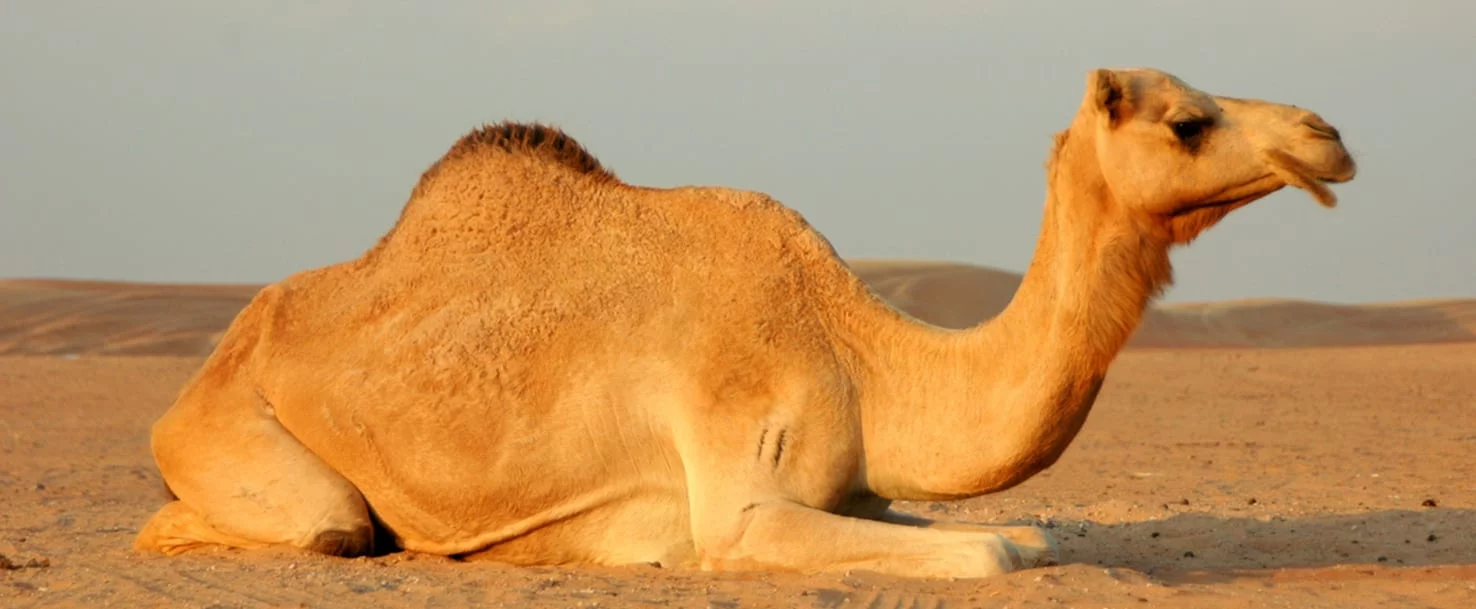 معلومات عن حيوان الجمل