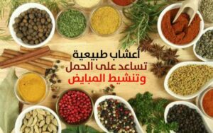 أعشاب تساعد على الحمل بعد الدورة مباشرة